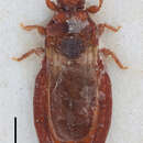 Image of <i>Aneurus nodosus</i>