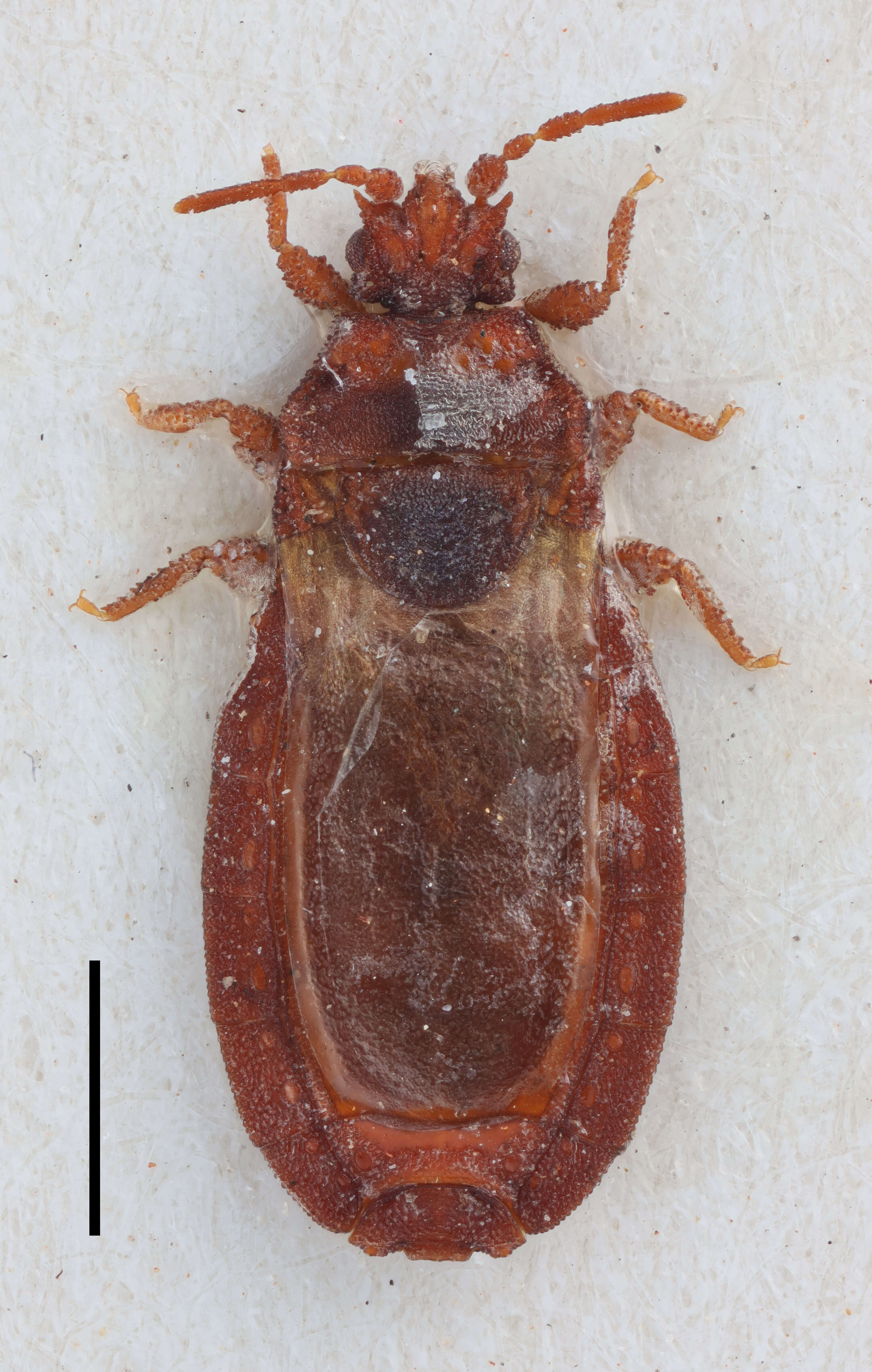 Image of <i>Aneurus nodosus</i>