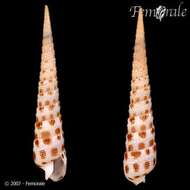 Image of Needle Whelks