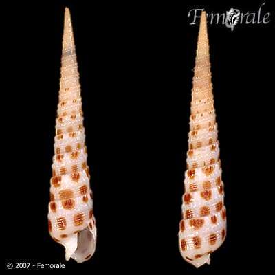 Image of Needle Whelks