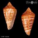 Image of <i>Conus</i> cf. <i>regularis</i> Sowerby 1833