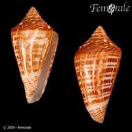 Image of Lophozoa