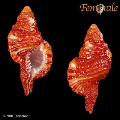 Image of triton shells