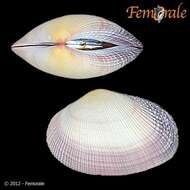 Imagem de Psammobiidae J. Fleming 1828