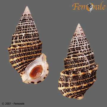 Image of unclassified Gastropoda