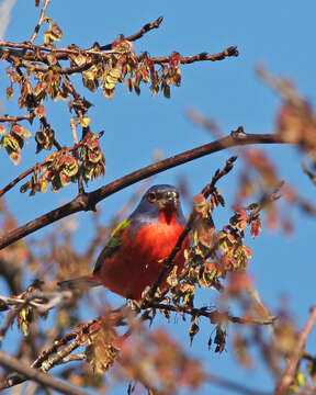 Image of Painted Bunting