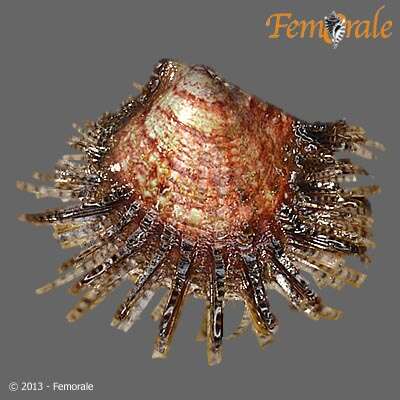 Image de Pterioidea Gray 1847