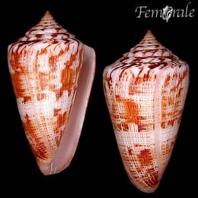 Image of Conus ziczac Megerle von Mühlfeld 1816