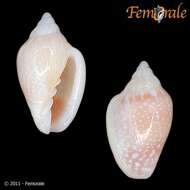 Image of Marginella Lamarck 1799