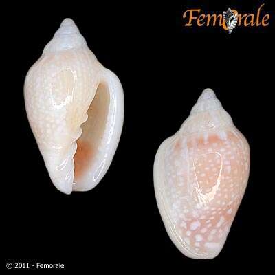 Image of Marginella Lamarck 1799