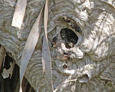 Image of Bald-faced Hornet