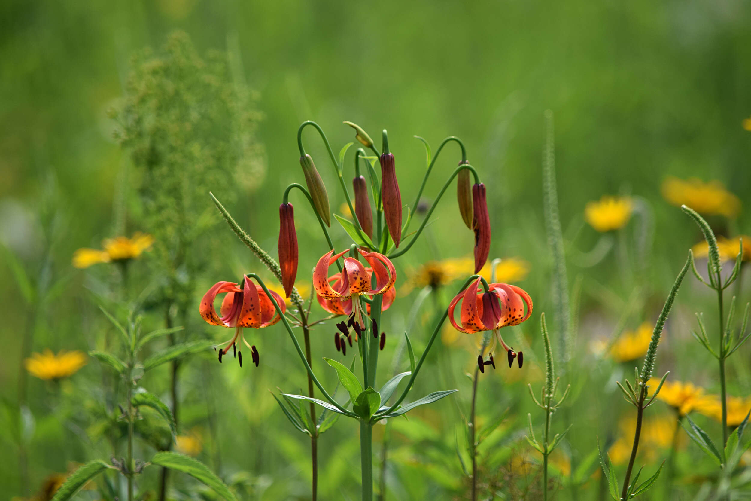 Image of Michigan lily