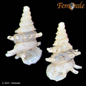 Image of Diplommatinidae