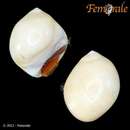 Image of golden moonsnail