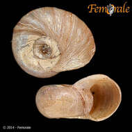 Image of ramshorn snails