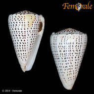 Image of cone snails