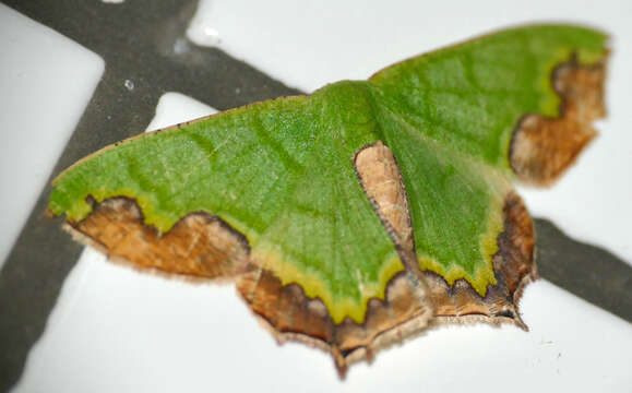 Image of Antharmostes papilio Prout 1912