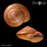 Image of black-faced snails