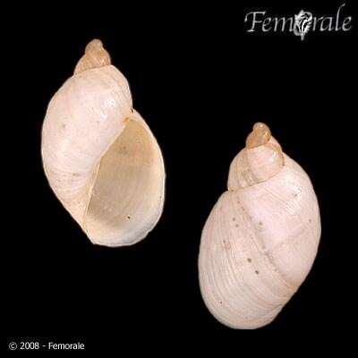 Succineidae resmi