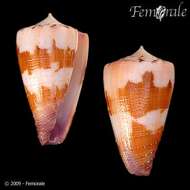 Image of cone snails