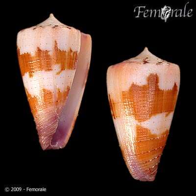 Image of cone snails