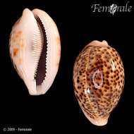 Image of cowrie