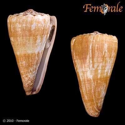 Image of cone snails