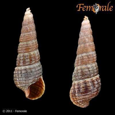 Cerithiopsidae resmi