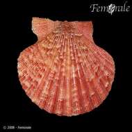 Imagem de Aequipecten P. Fischer 1886