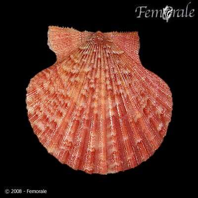 Imagem de Aequipecten P. Fischer 1886