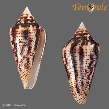 Image of Conasprella Thiele 1929