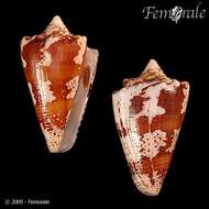 Image of cone snails