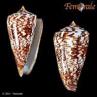 Conus amadis Gmelin 1791的圖片