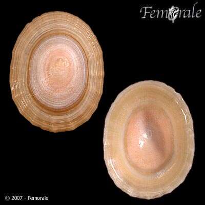 Image of Nacellidae Thiele 1891