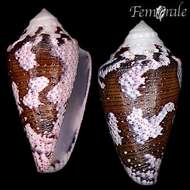 Image of cone snails