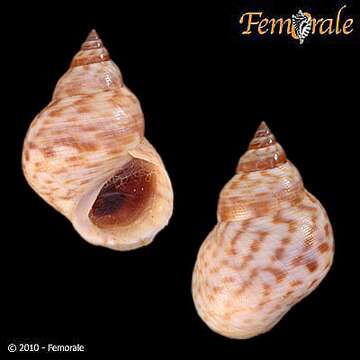 Image of Mangrove periwinkles