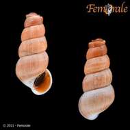 Tomichiidae resmi