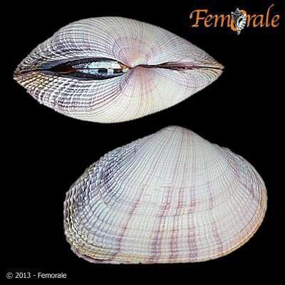 Imagem de Psammobiidae J. Fleming 1828