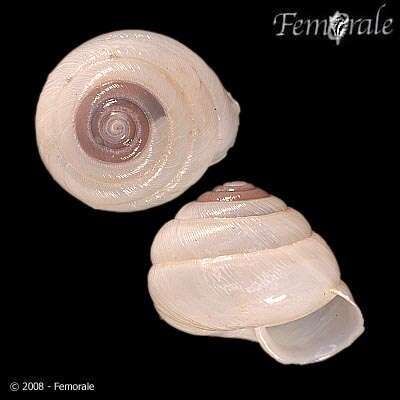 Image of hunter snails