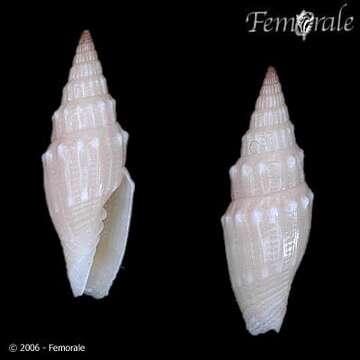 Image of Turbinelloidea Rafinesque 1815