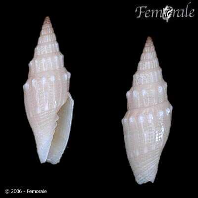 Image of Turbinelloidea Rafinesque 1815