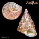 Image of Calliostoma hilare Quinn 1992