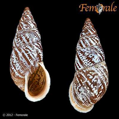 صورة Buliminidae