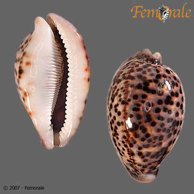 Image of cowrie