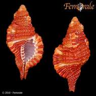 Image of triton shells