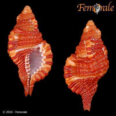 Image of triton shells