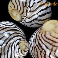 Image of Zebra nerite