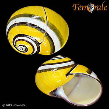 Image of Painted snail