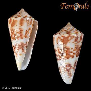 Image of cone snails