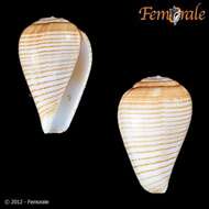 Image de Conus fuscolineatus G. B. Sowerby Iii 1905
